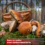 В лес – только подготовленными