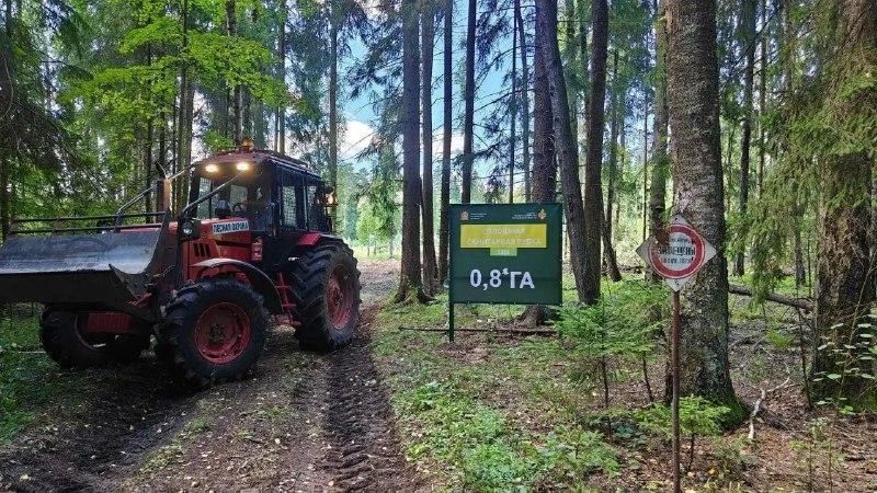 Работы по санитарной очистке леса продолжаются Работы по санитарной очистке леса продолжаются