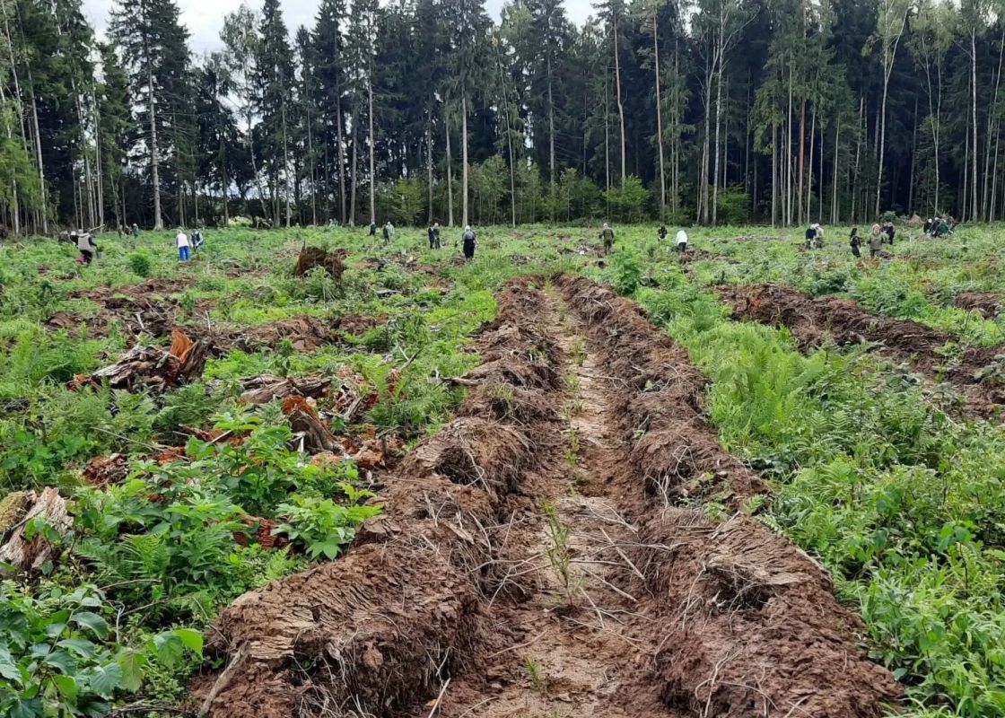 Подарок ко Дню работников леса: в Рузе высадили 7 тысяч елей Подарок ко Дню работников леса: в Рузе высадили 7 тысяч елей