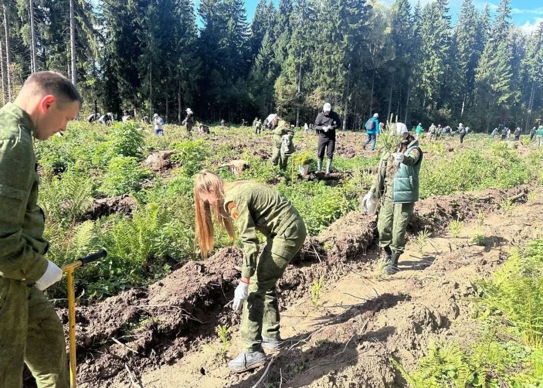 Подарок ко Дню работников леса: в Рузе высадили 7 тысяч елей Подарок ко Дню работников леса: в Рузе высадили 7 тысяч елей