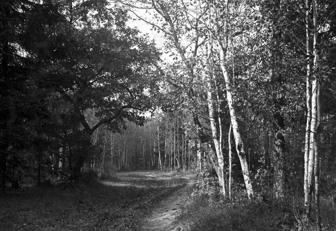 Фотофакт: «Черкизовский лесопарк»