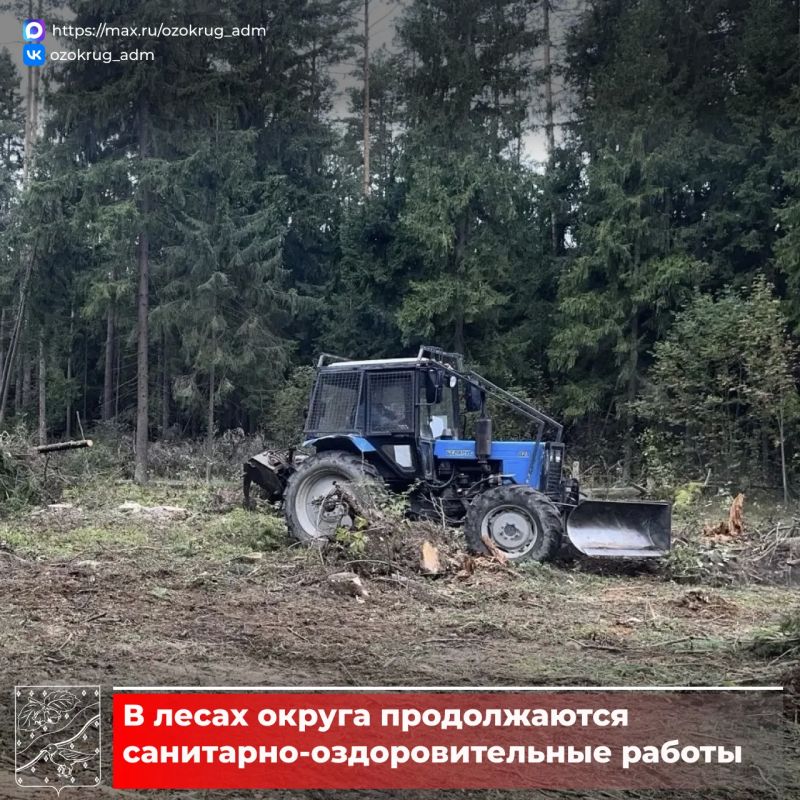 В Орехово-Зуевском округе продолжаются санитарно-оздоровительные мероприятия в лесах