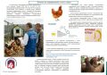 Об учёте сельскохозяйственной птицы в личных подсобных хозяйствах