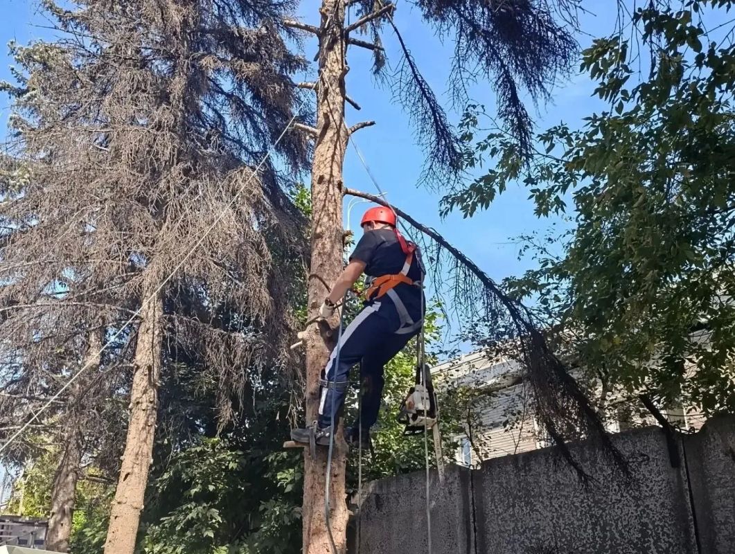 Специалисты «Русского леса» освоили профессию арбориста Специалисты «Русского леса» освоили профессию арбориста