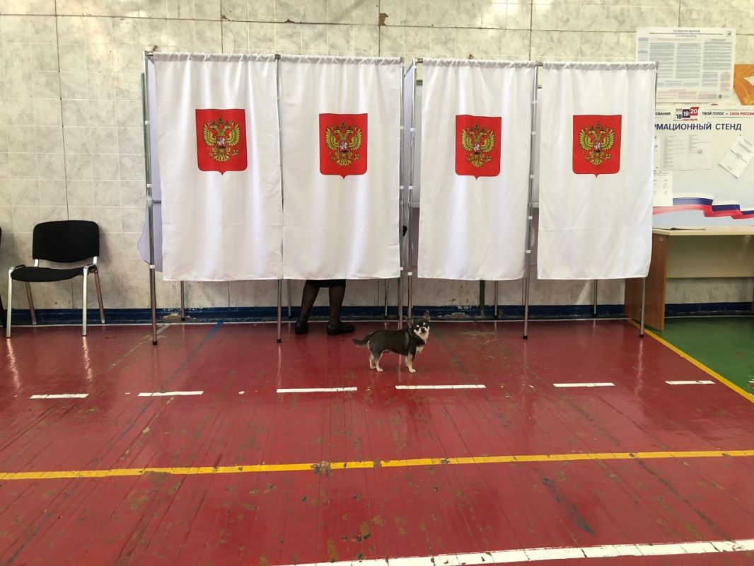 Лохматые наблюдатели на участках Лохматые наблюдатели на участках