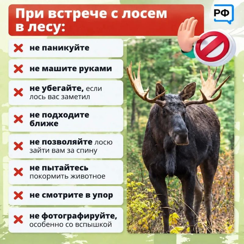 Наступил сезон гона у лосей