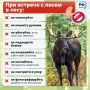 Наступил сезон гона у лосей