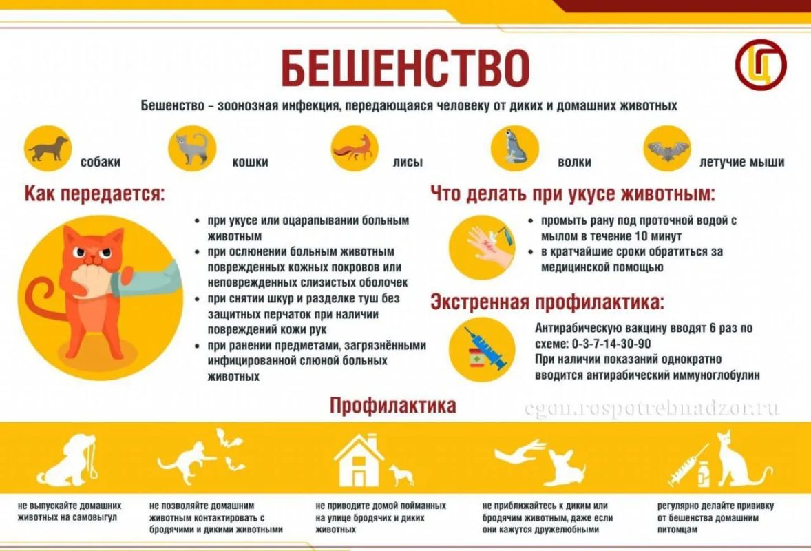 Памятка о мерах профилактики бешенства: будьте осторожны!