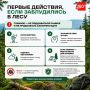 Идете в лес одни? Проверьте, готовы ли вы к этому