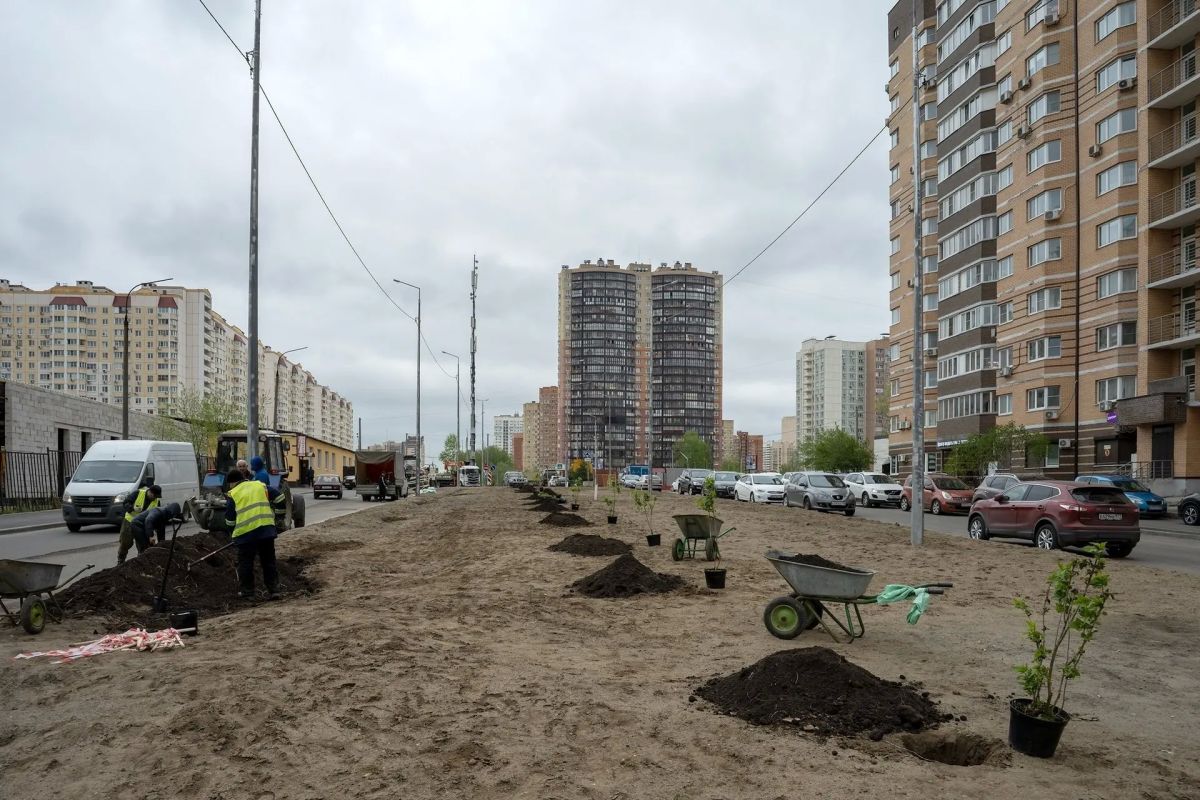 «Сирень Победы» успешно прижилась в Долгопрудном «Сирень Победы» успешно прижилась в Долгопрудном