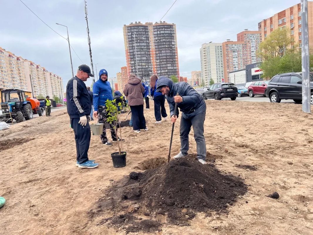 «Сирень Победы» успешно прижилась в Долгопрудном «Сирень Победы» успешно прижилась в Долгопрудном