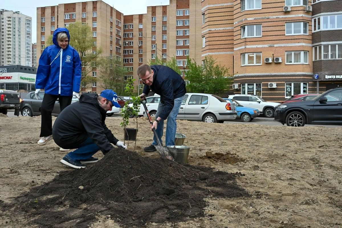 «Сирень Победы» успешно прижилась в Долгопрудном «Сирень Победы» успешно прижилась в Долгопрудном