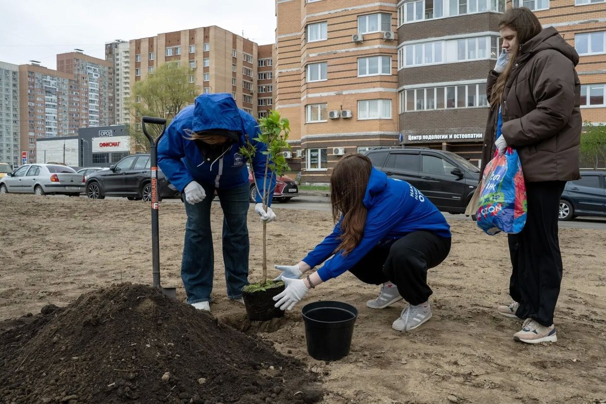 «Сирень Победы» успешно прижилась в Долгопрудном «Сирень Победы» успешно прижилась в Долгопрудном