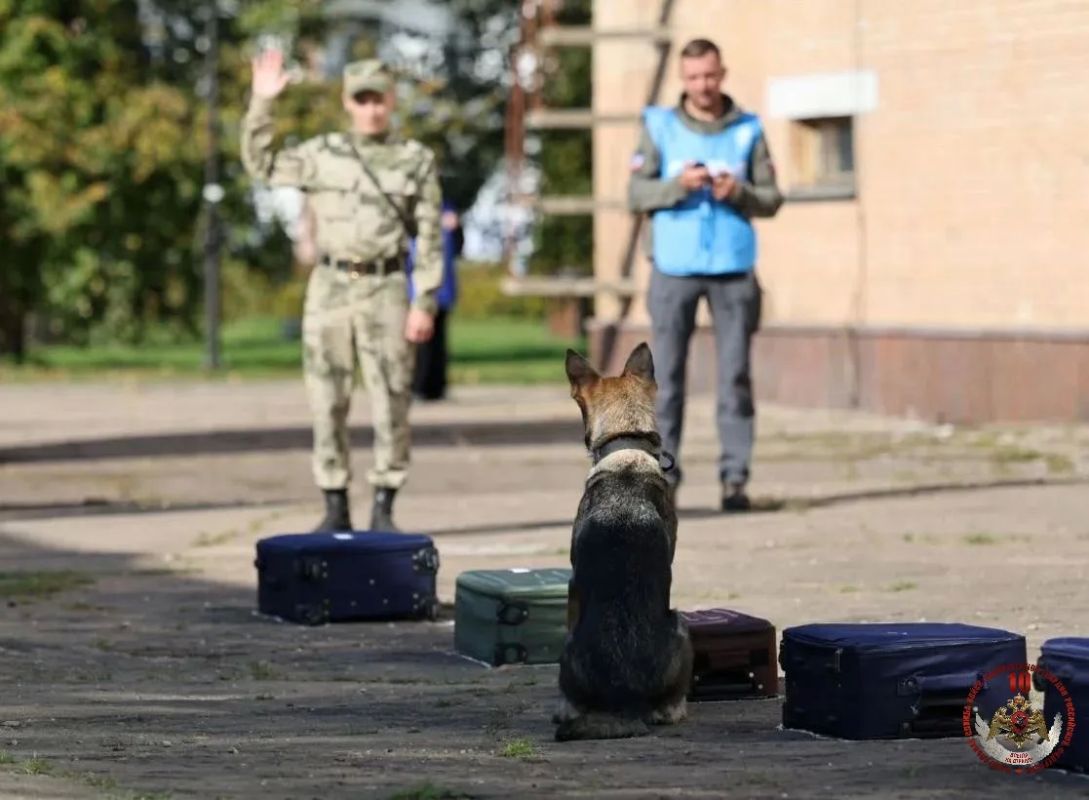 Росгвардейцы стали призерами Всероссийских соревнований по многоборью кинологов Росгвардейцы стали призерами Всероссийских соревнований по многоборью кинологов