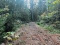 Возле СНТ «Лесное-7» проводят проходные рубки