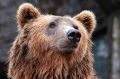 Около 80 бурых медведей могут обитать в подмосковных лесах