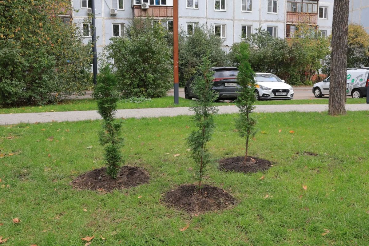 Более 650 деревьев и кустарников высадили в Королёве в рамках акции «Сохраним лес» Более 650 деревьев и кустарников высадили в Королёве в рамках акции «Сохраним лес»