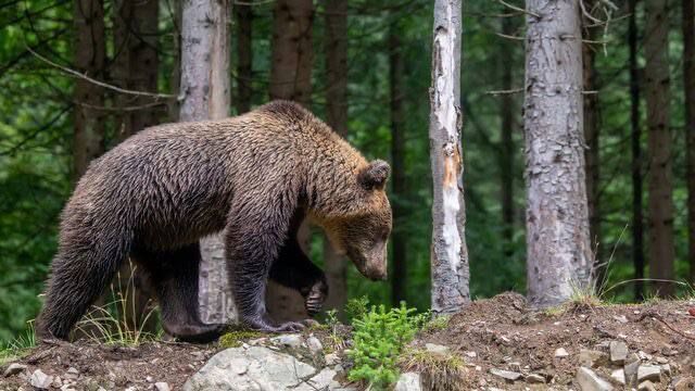 Около 80 бурых медведей могут обитать в подмосковных лесах, рассказали РИА Новости в общественном совете Росприроднадзора