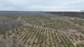 Более 100 тыс. саженцев высадили в Люберцах за 13 лет