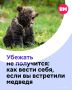 За последние три месяца в Подмосковье зафиксировали около 20 обращений из-за выхода медведей к населенным пунктам