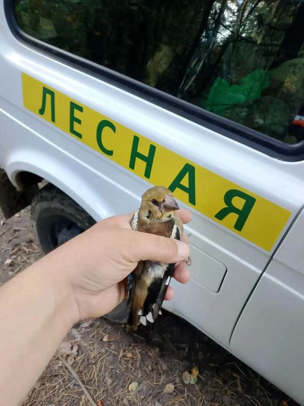 Спасённые жизни: лесничие освободили птиц из сетей браконьеров Спасённые жизни: лесничие освободили птиц из сетей браконьеров