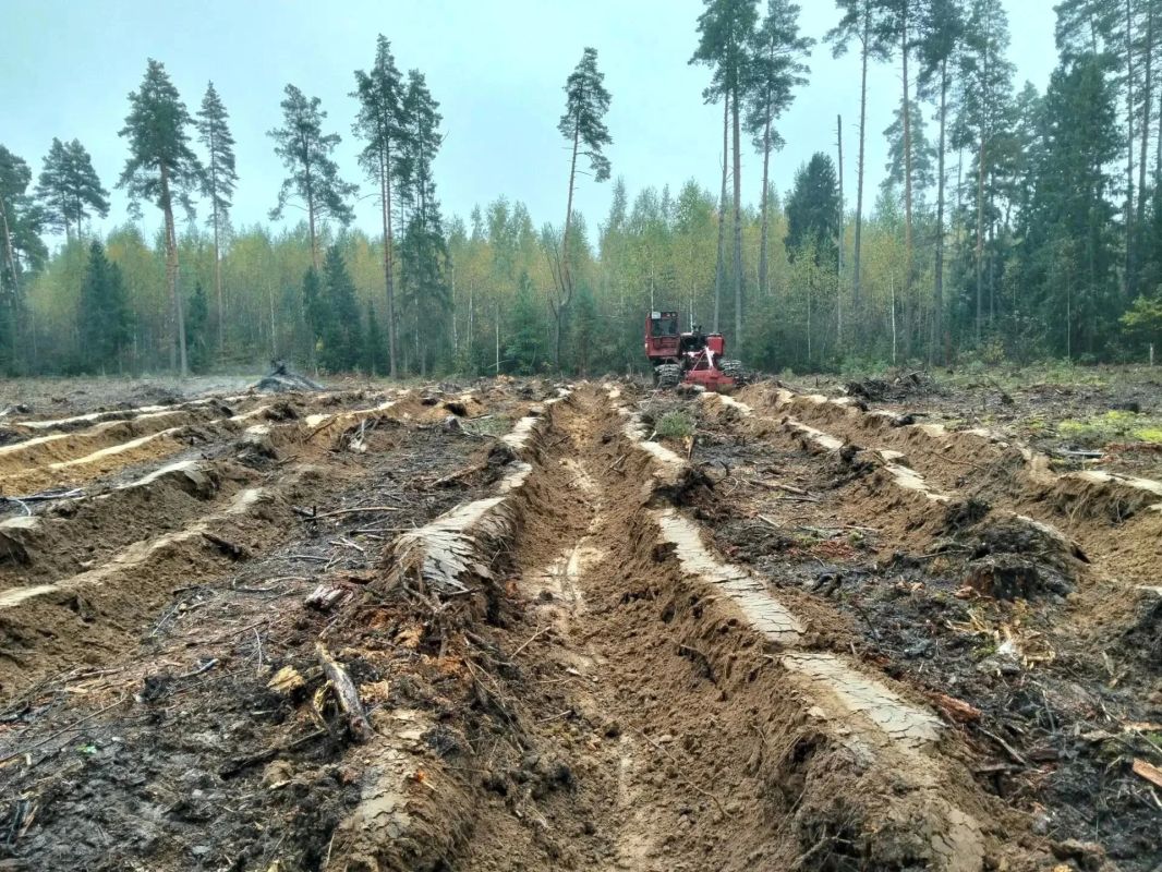 В Шатурском лесничестве готовят почву под будущий лес В Шатурском лесничестве готовят почву под будущий лес