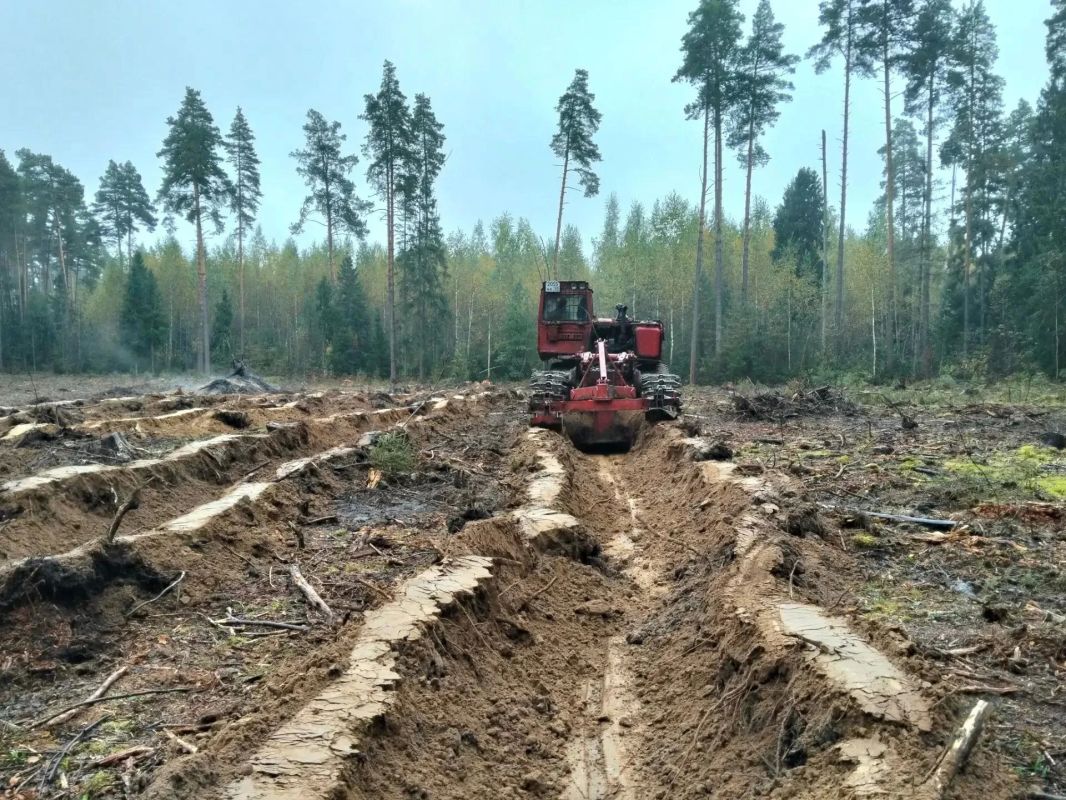 В Шатурском лесничестве готовят почву под будущий лес В Шатурском лесничестве готовят почву под будущий лес