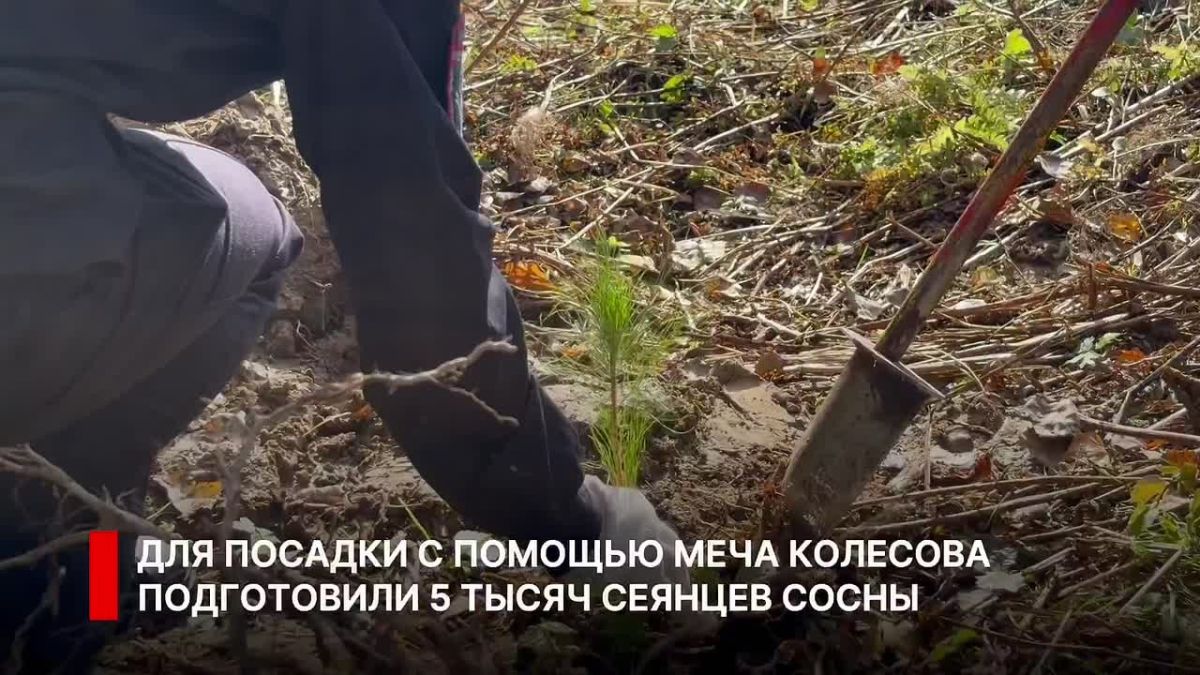 Солнечногорский лес восстанавливают после санитарной вырубки!