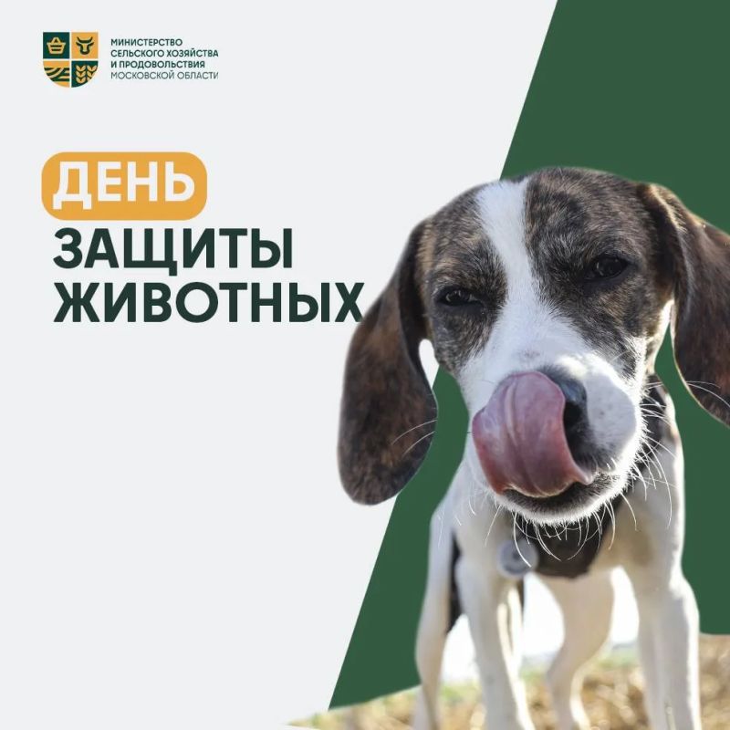 Четыре лапы, один хвост и целая жизнь в ваших руках