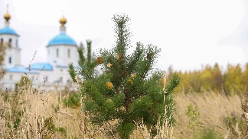 Почти 500 саженцев высадили в Солнечногорске за последние три года Почти 500 саженцев высадили в Солнечногорске за последние три года