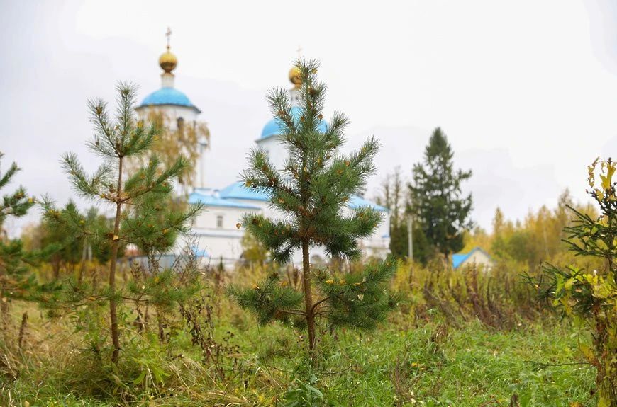 Почти 500 саженцев высадили в Солнечногорске за последние три года