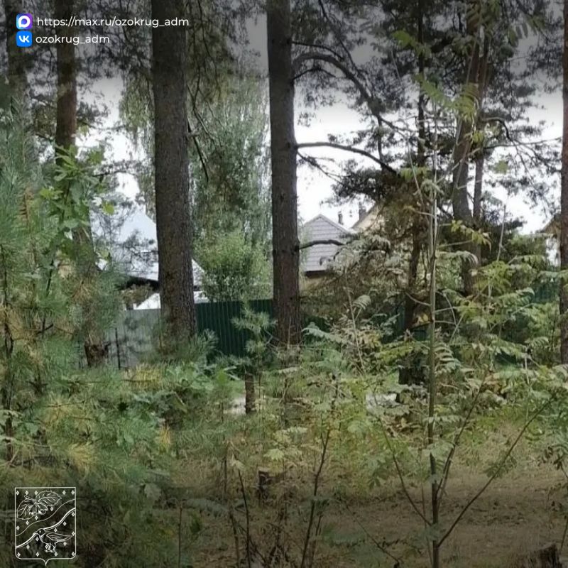 В лесах округа убрали 128 аварийных деревьев