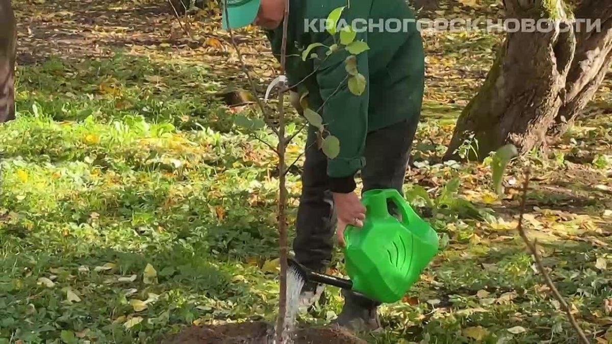 В Красногорске высадили более 40 яблонь