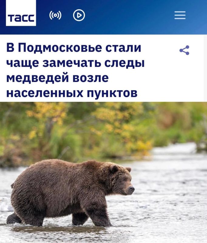 «В Подмосковье стали чаще замечать следы медведей возле населенных пунктов»: В подмосковных лесах заметили признаки растущей активности медведей