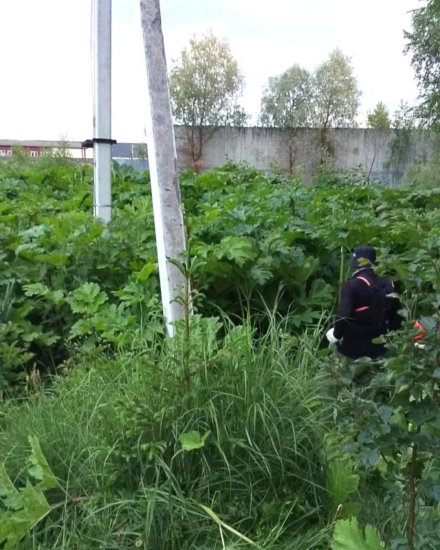 Мособлкомлес завершил работы по скашиванию борщевика Сосновского на землях лесного фонда Мособлкомлес завершил работы по скашиванию борщевика Сосновского на землях лесного фонда