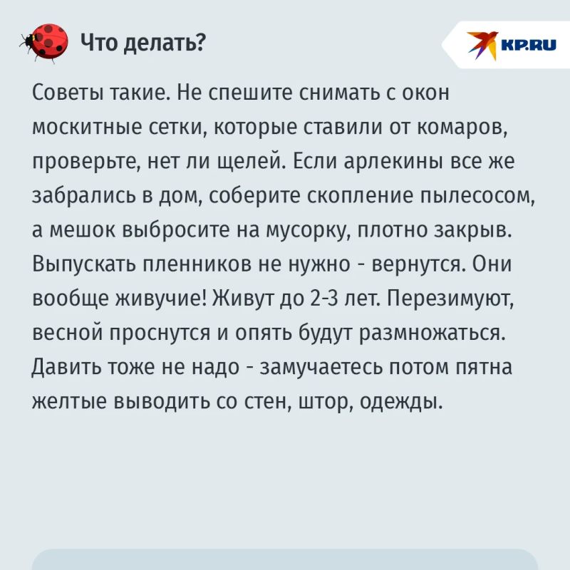 Москвичей предупредили о нашествии азиатских божьих коровок Москвичей предупредили о нашествии азиатских божьих коровок