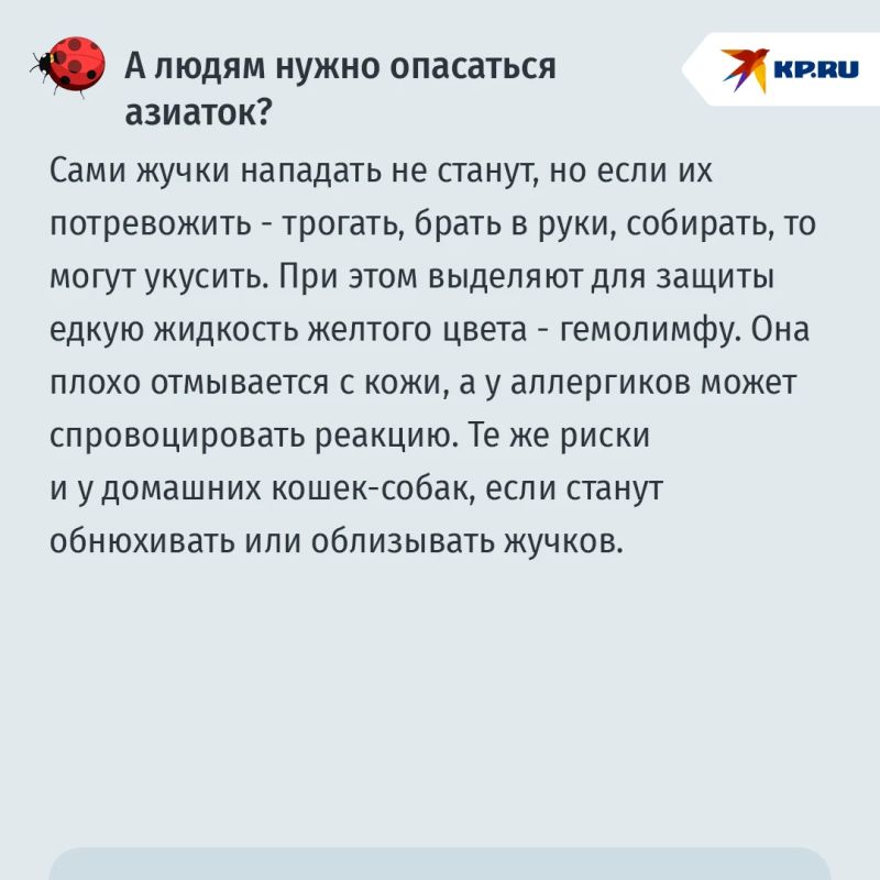 Москвичей предупредили о нашествии азиатских божьих коровок Москвичей предупредили о нашествии азиатских божьих коровок