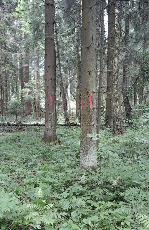 Забота о лесе: рядом с Черноголовкой в Ямкинском участковом лесничестве оздоровят лес