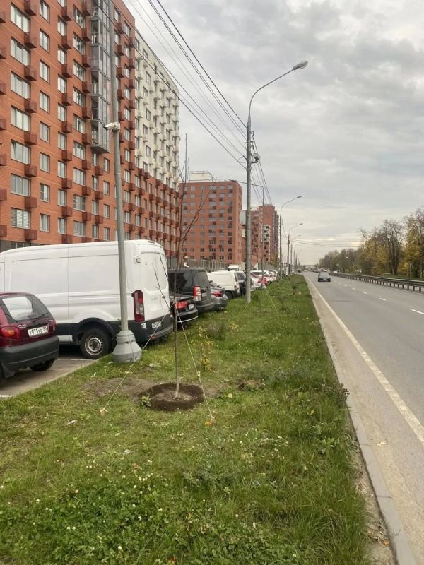 18 рябин высадили во дворе дома в поселке Люберец