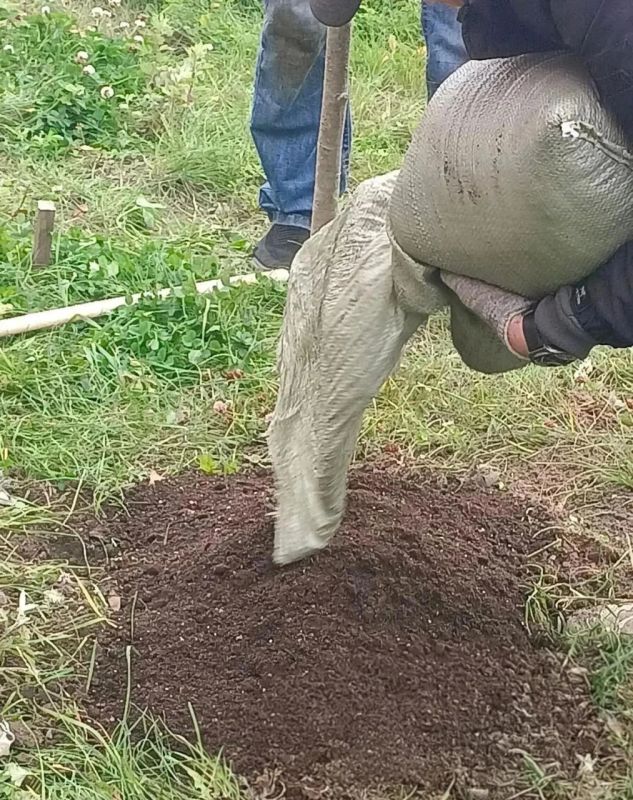 18 рябин высадили во дворе дома в поселке Люберец 18 рябин высадили во дворе дома в поселке Люберец