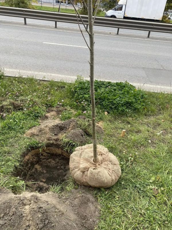 18 рябин высадили во дворе дома в поселке Люберец 18 рябин высадили во дворе дома в поселке Люберец