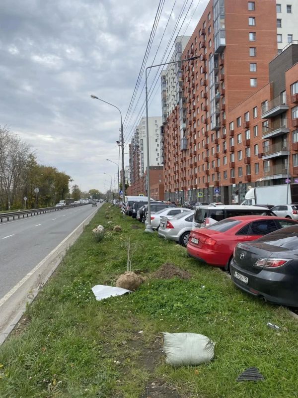 18 рябин высадили во дворе дома в поселке Люберец 18 рябин высадили во дворе дома в поселке Люберец