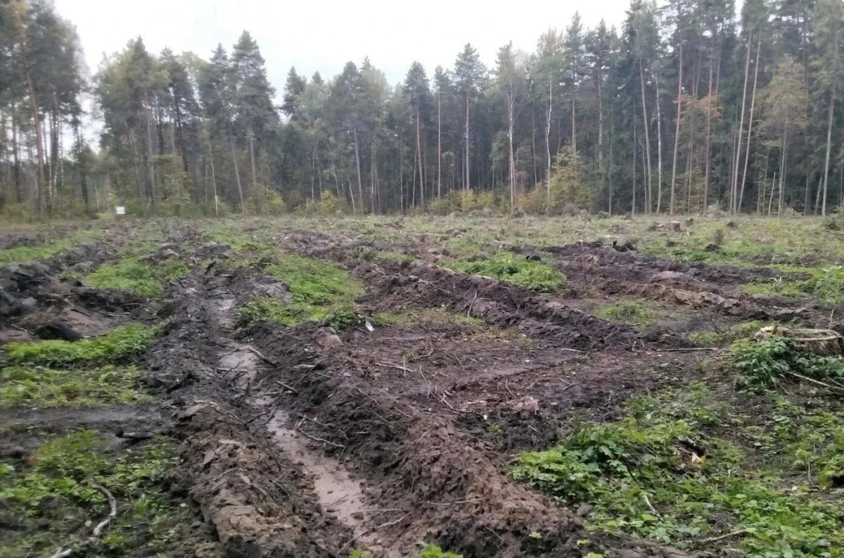 Лесовосстановление: в Ступино подготовлена почва под будущий лес Лесовосстановление: в Ступино подготовлена почва под будущий лес