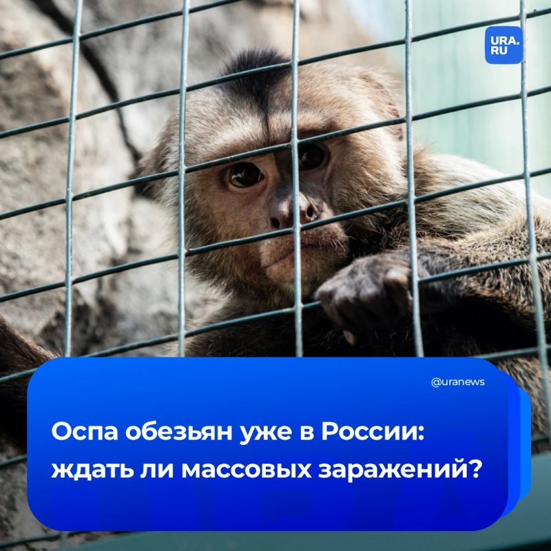 Оспа обезьян добралась до России: как уральцам защититься от заражения?