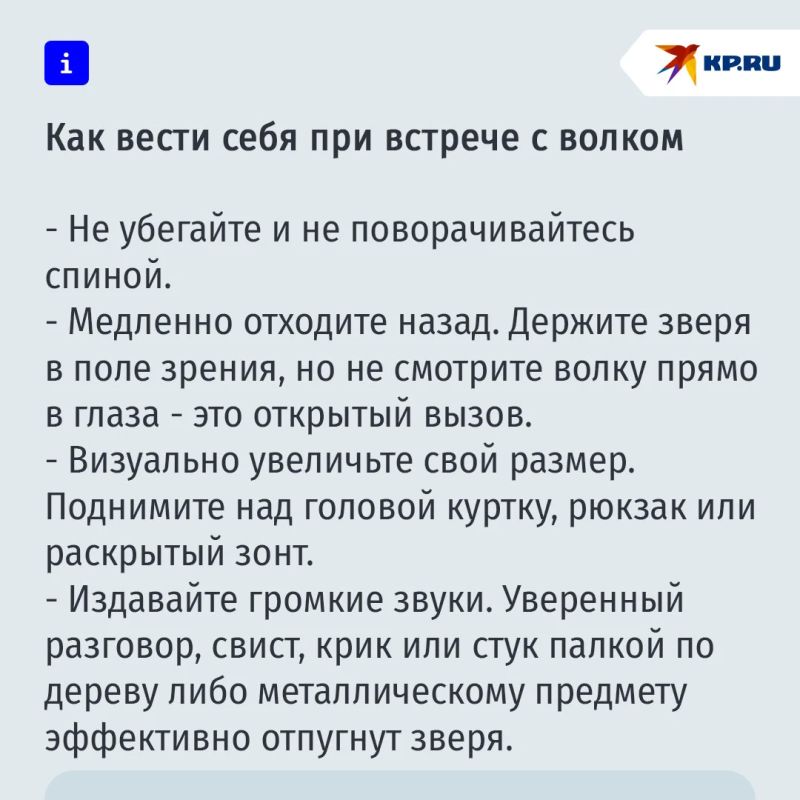 Мособлкомплекс опроверг информацию о нашествии волков в Подмосковье Мособлкомплекс опроверг информацию о нашествии волков в Подмосковье