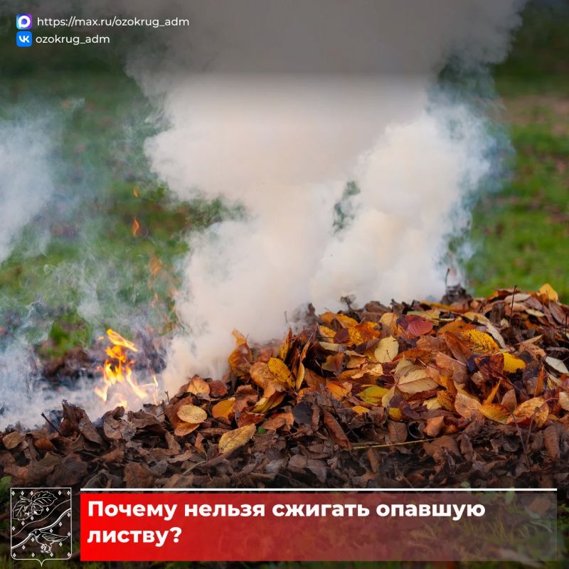 Осенью многие наводят порядок во дворах и на дачных участках, но часто выбирают неправильный способ утилизации листвы – сжигание