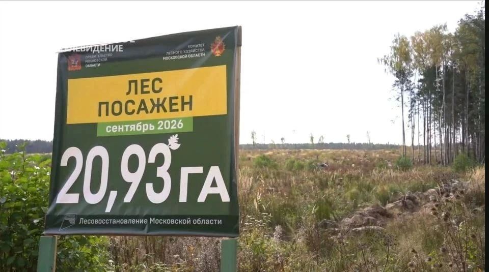В Егорьевском лесничестве на площади более 60 гектаров завершены работы по лесовосстановлению В Егорьевском лесничестве на площади более 60 гектаров завершены работы по лесовосстановлению