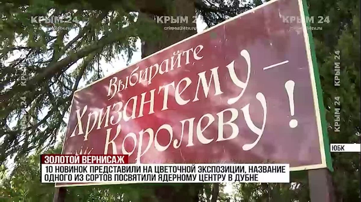 Осенний калейдоскоп. Какие сорта хризантем Никитского Ботанического сада претендуют на звание королевы бала?