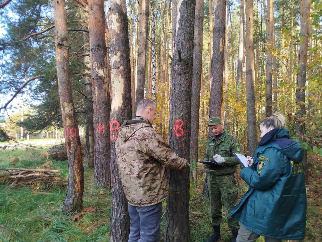 Почти 5 тыс. аварийных деревьев убрано в подмосковных лесах с начала года Почти 5 тыс. аварийных деревьев убрано в подмосковных лесах с начала года