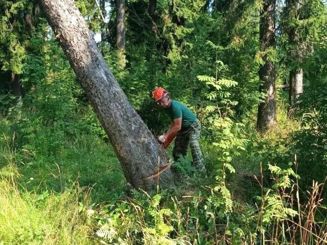 Подольский филиал Мособллеса — в числе лидеров по уборке аварийных деревьев в Подмосковье Подольский филиал Мособллеса — в числе лидеров по уборке аварийных деревьев в Подмосковье